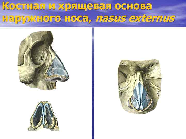 Костная и хрящевая основа наружного носа, nasus externus 