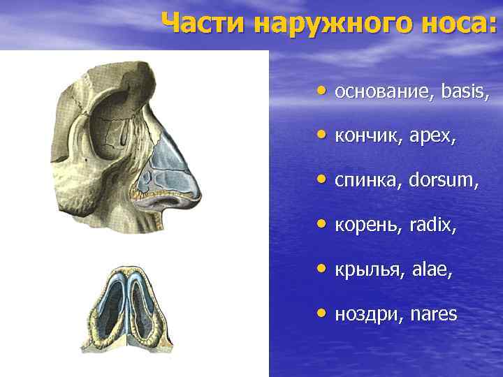 Части наружного носа: • основание, basis, • кончик, apex, • спинка, dorsum, • корень,