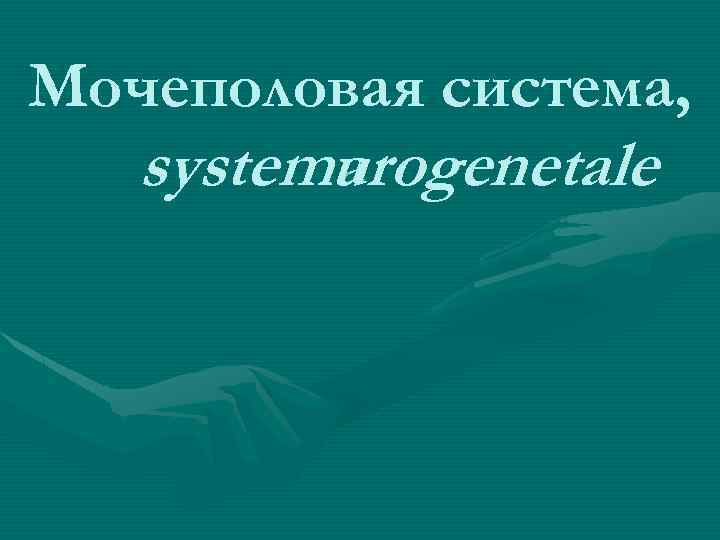 Мочеполовая система, systema urogenetale 