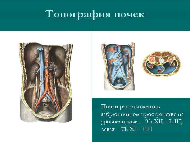 Презентация топография почек