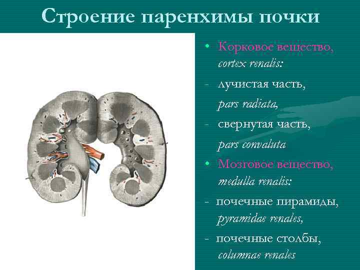 Строение паренхимы почки • Корковое вещество, cortex renalis: - лучистая часть, pars radiata, -