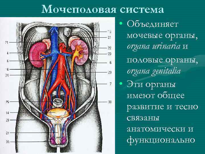 Мочеполовая система • Объединяет мочевые органы, organa urinaria и половые органы, organa genitalia •