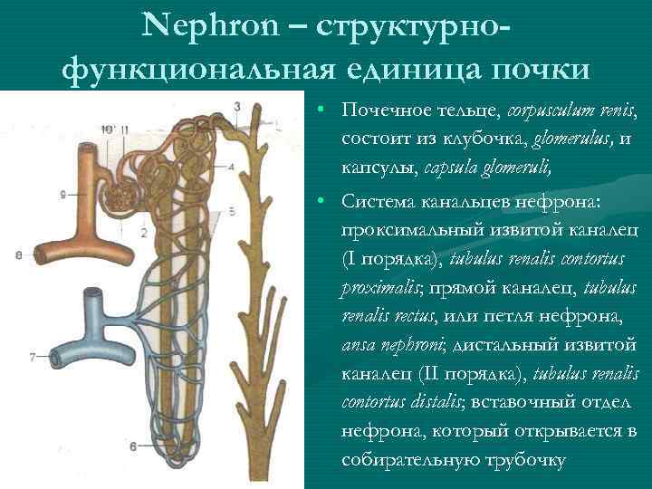Nephron – структурнофункциональная единица почки • Почечное тельце, corpusculum renis, состоит из клубочка, glomerulus,