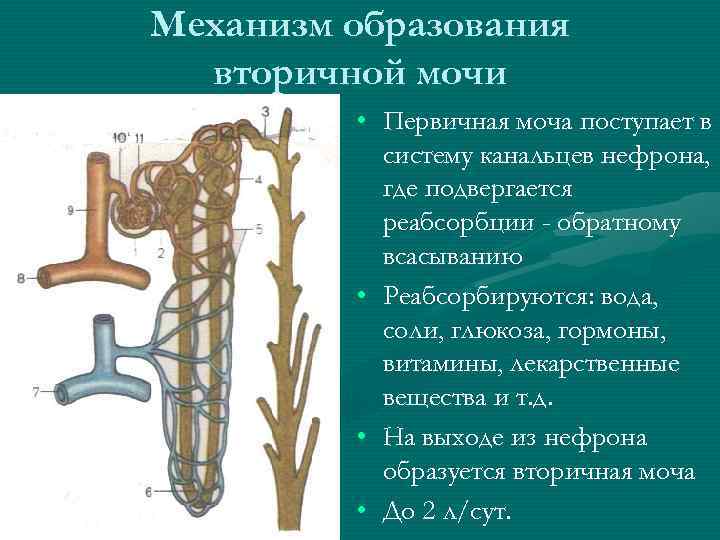Механизм образования вторичной мочи • Первичная моча поступает в систему канальцев нефрона, где подвергается