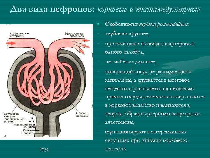 Два вида нефронов: корковые и юкстамедуллярные • Особенности nephroni juxtamedullaris: - клубочки крупнее, -