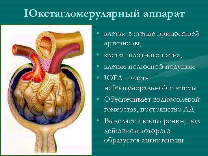 Юкстагломерулярный аппарат • клетки в стенке приносящей артериолы, • клетки плотного пятна, • клетки