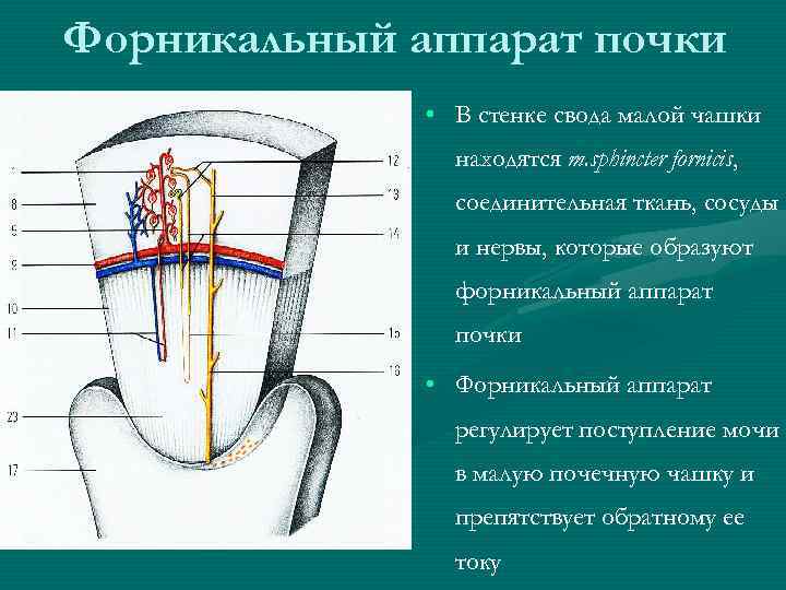 Форникальный аппарат почки • В стенке свода малой чашки находятся m. sphincter fornicis, соединительная