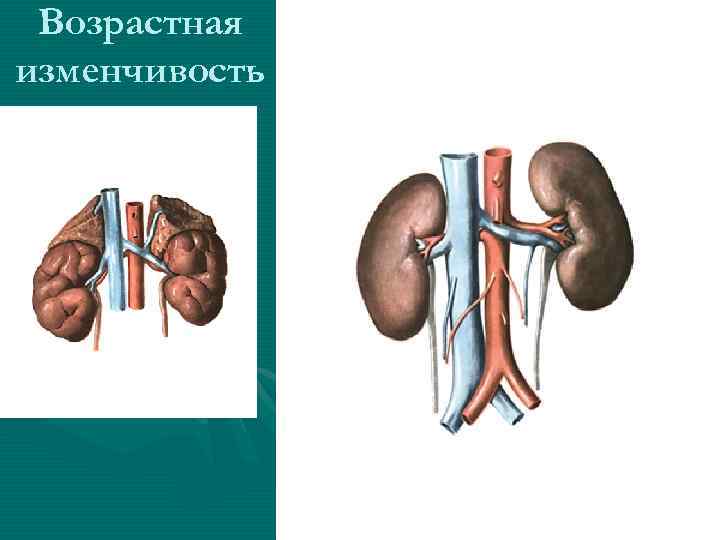 Возрастная изменчивость 