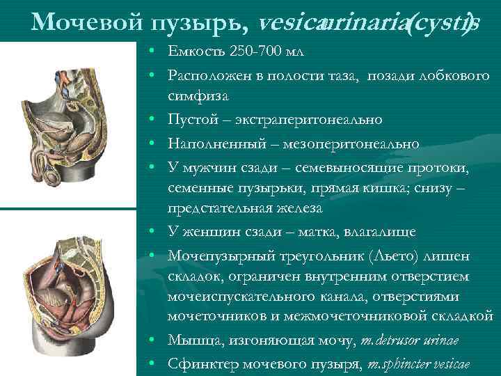 Мочевой пузырь, vesica urinaria(cystis ) • Емкость 250 -700 мл • Расположен в полости