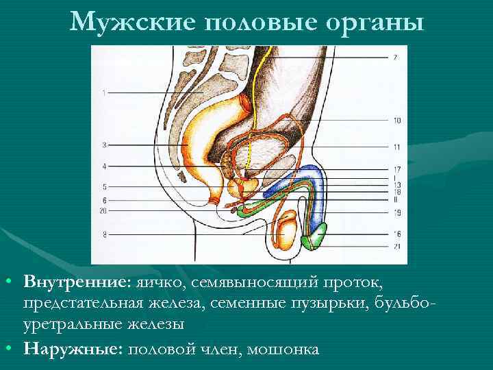 Мужские половые органы • Внутренние: яичко, семявыносящий проток, предстательная железа, семенные пузырьки, бульбоуретральные железы