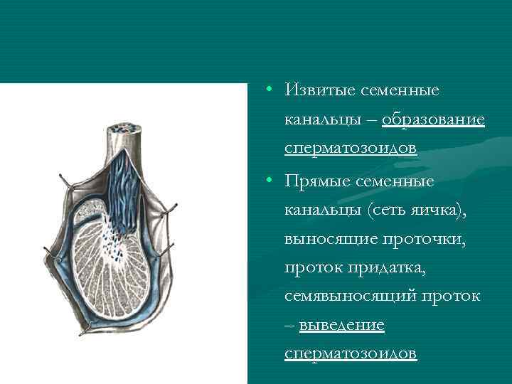  • Извитые семенные канальцы – образование сперматозоидов • Прямые семенные канальцы (сеть яичка),