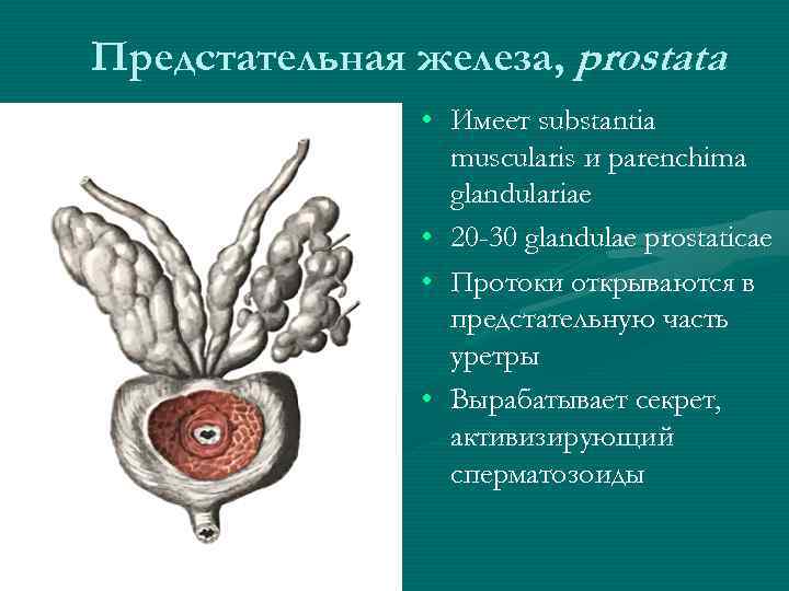Предстательная железа, prostata • Имеет substantia muscularis и parenchima glandulariae • 20 -30 glandulae