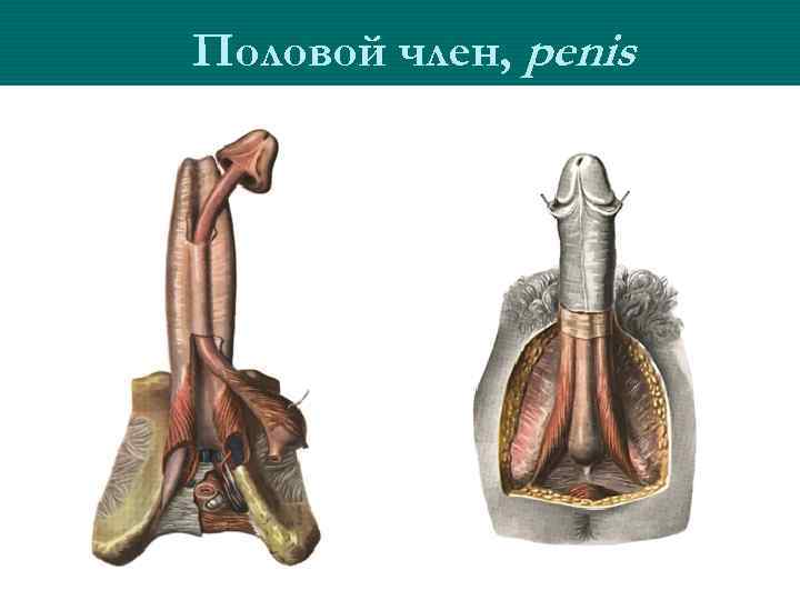 Половой член, penis 