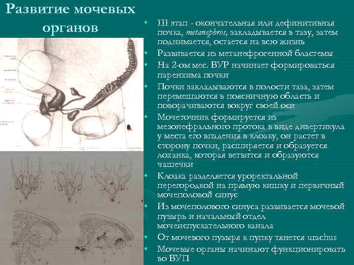 Развитие мочевых органов • III этап - окончательная или дефинитивная почка, metanephros, закладывается в
