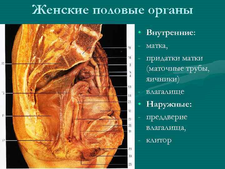 Женские половые органы • Внутренние: - матка, - придатки матки (маточные трубы, яичники) -