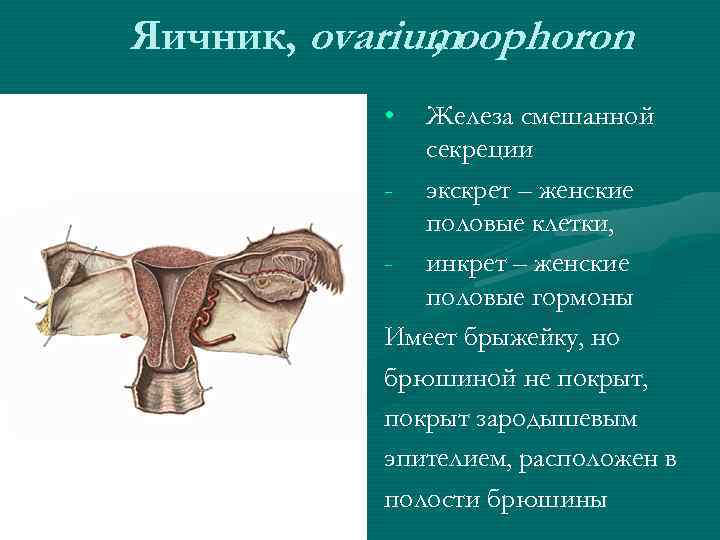 3 женские половые железы. Бульбоуретральные железы функция. Яичники железы смешанной секреции. Секреты и инкреты. Почему яичники являются железами смешанной секреции.