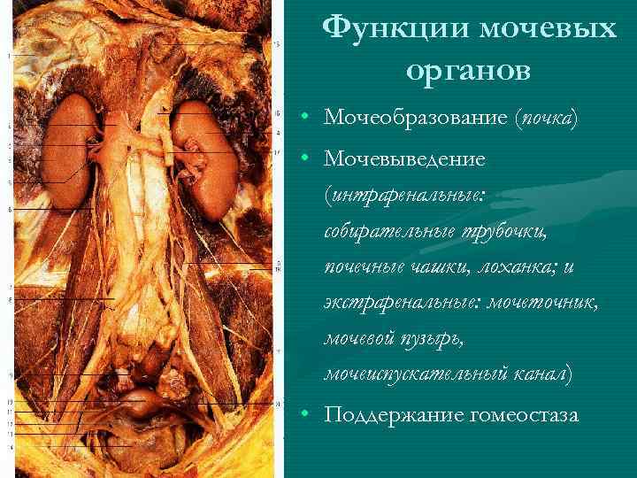 Функции мочевых органов • Мочеобразование (почка) • Мочевыведение (интраренальные: собирательные трубочки, почечные чашки, лоханка;
