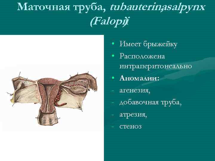 Маточная труба, tubauterinasalpynx , (Falopii ) • • • - Имеет брыжейку Расположена интраперитонеально