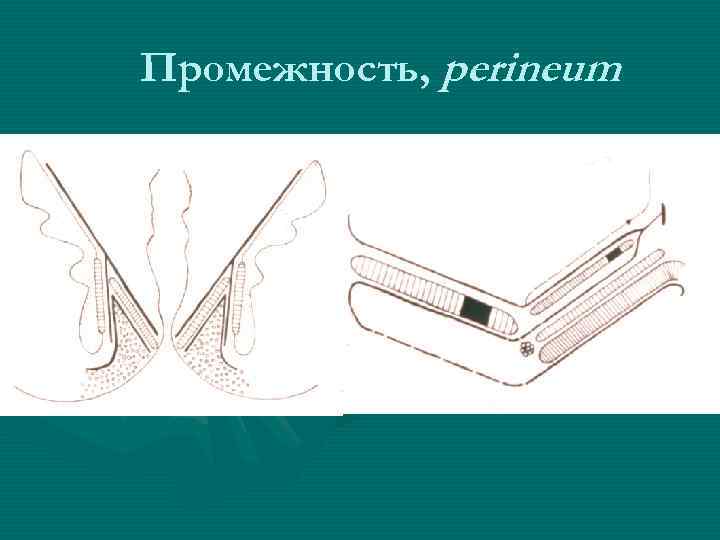 Промежность, perineum 