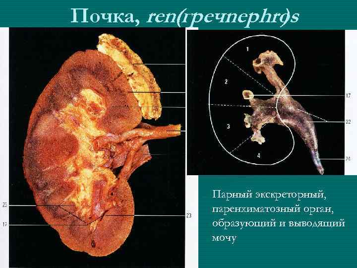 Почка, ren(греч. nephros ) Парный экскреторный, паренхиматозный орган, образующий и выводящий мочу 