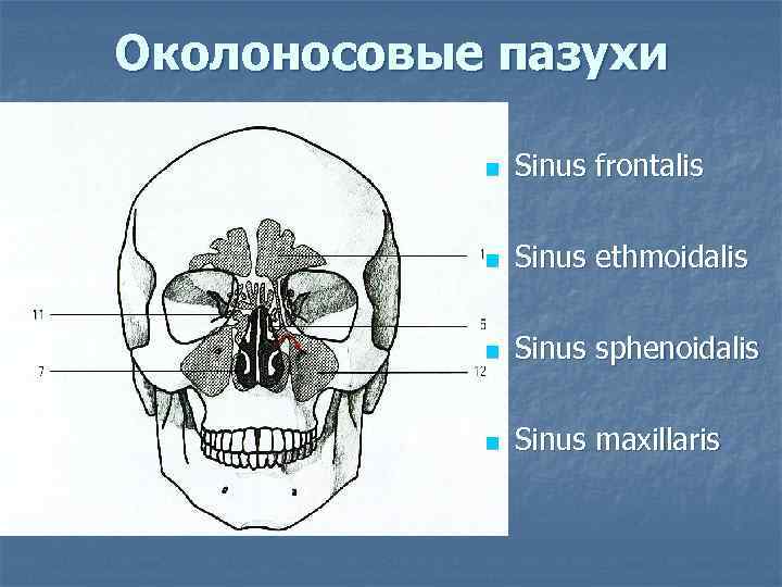 Лобный синус. Околоносовые пазухи носа анатомия. Апертура лобной пазухи анатомия.