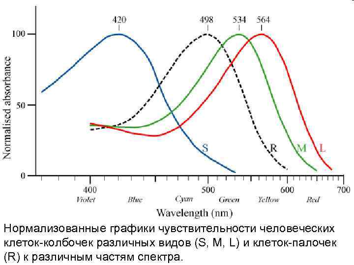 Нормализованные графики чувствительности человеческих клеток-колбочек различных видов (S, M, L) и клеток-палочек (R) к