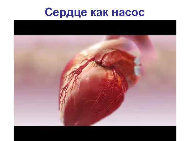 Сердце как насос 