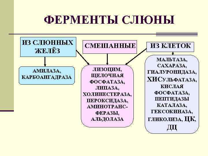 ФЕРМЕНТЫ СЛЮНЫ ИЗ СЛЮННЫХ ЖЕЛЁЗ АМИЛАЗА, КАРБОАНГАДРАЗА СМЕШАННЫЕ ЛИЗОЦИМ, ЩЕЛОЧНАЯ ФОСФАТАЗА, ЛИПАЗА, ХОЛИНЕСТЕРАЗА, ПЕРОКСИДАЗА,