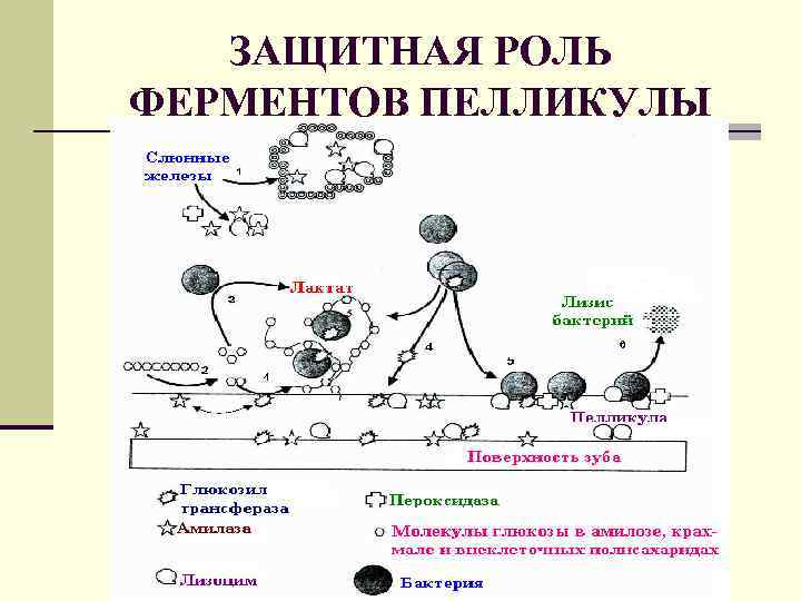 ЗАЩИТНАЯ РОЛЬ ФЕРМЕНТОВ ПЕЛЛИКУЛЫ 