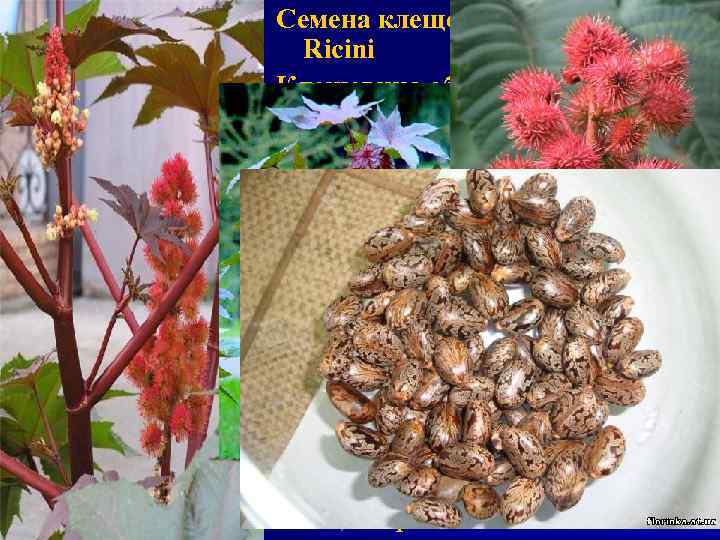 Семена клещевины – Semina Ricini Клещевина обыкновенная – Ricinus communis Молочайные – Euphorbiaceae Химический