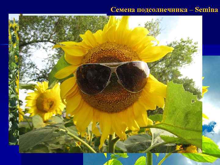 Семена подсолнечника – Semina Helianthi Подсолнух однолетний – Helianthus anuus Астровые – Asteraceae Химический