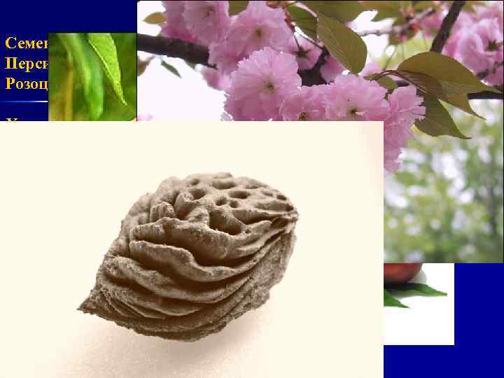 Семена персика – Semina Persicae Персик обыкновенный – Persica vulgaris Розоцветные – Rosaceae Химический
