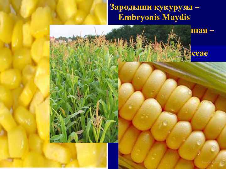 Зародыш кукурузы фото