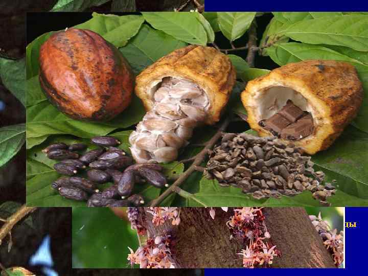 Семена какао – Semina Cacao Шоколадное дерево – Theobroma cacao Стеркулиевые – Sterculiaceae Химический