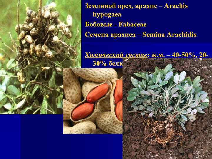 Земляной орех, арахис – Arachis hypogaea Бобовые - Fabaceae Семена арахиса – Semina Arachidis