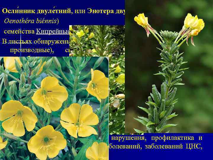 Осли нник двуле тний, или Энотера двулетняя Oenothéra biénnis) семейства Кипрейные Onagraceae. В листьях