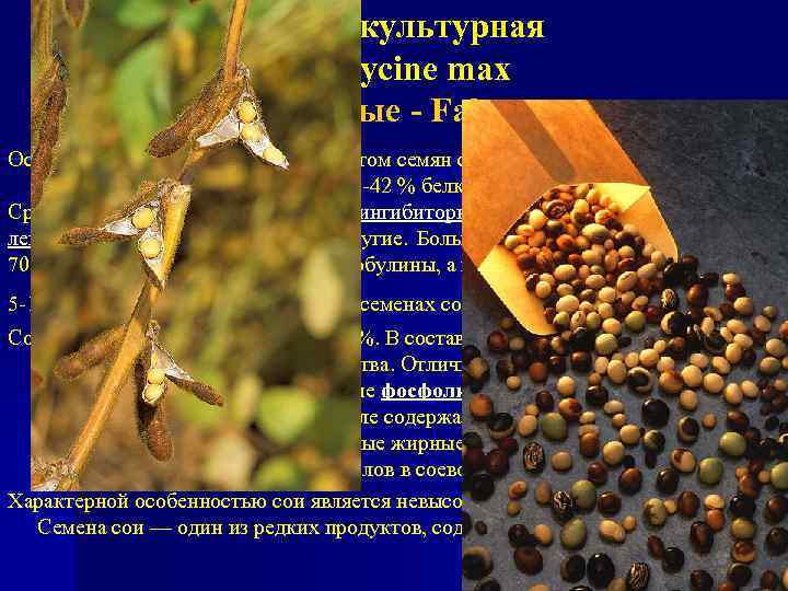 Соя культурная Glycine max Бобовые - Fabaceae Основным биохимическим компонентом семян сои является белок.