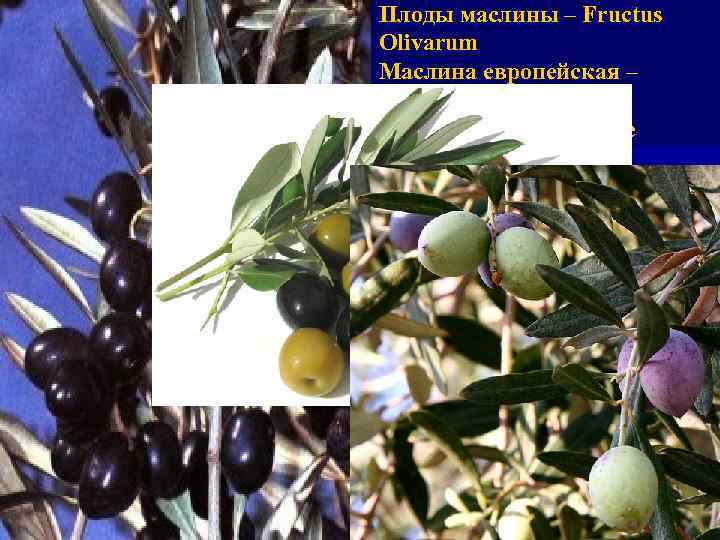 Плоды маслины – Fructus Olivarum Маслина европейская – Olea europaea Маслиновые – Oleaceae Химический