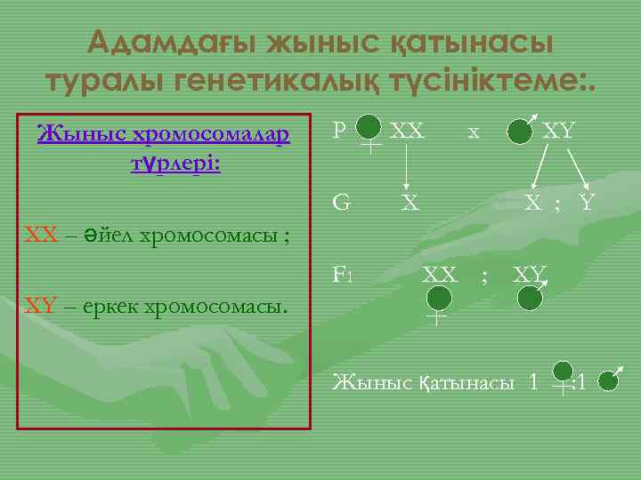 Хромосомалық аурулар презентация