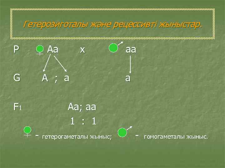Гетерозиготалы және рецессивті жыныстар. Р Аа G А ; а F 1 х аа