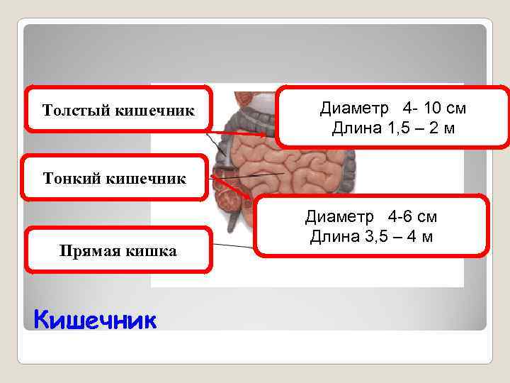 Толстый кишечник  Диаметр 4 - 10 см     Длина 1,
