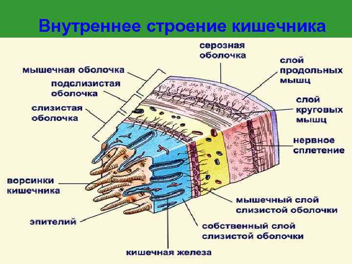 Внутреннее строение кишечника 