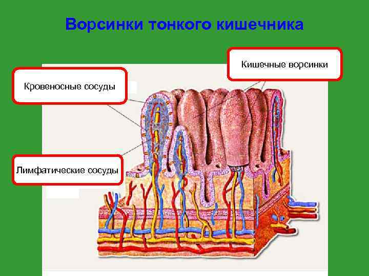    Ворсинки тонкого кишечника     Кишечные ворсинки  Кровеносные