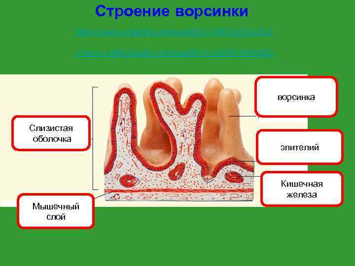     Строение ворсинки   https: //www. youtube. com/watch? v=Wl. CXs