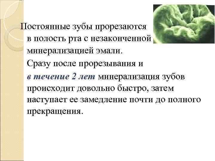 Постоянные зубы прорезаются в полость рта с незаконченной минерализацией эмали.  Сразу после прорезывания