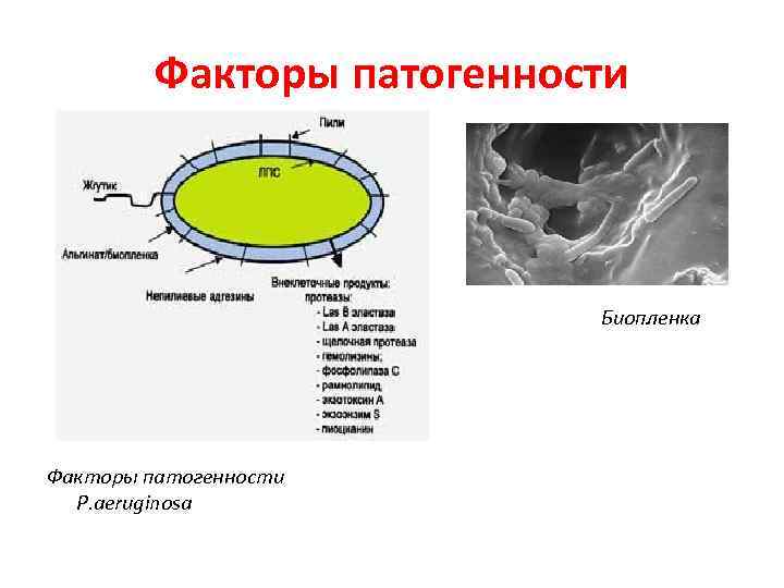 Факторы патогенности Биопленка Факторы патогенности Факторы патогенности Биопленка Факторы патогенности