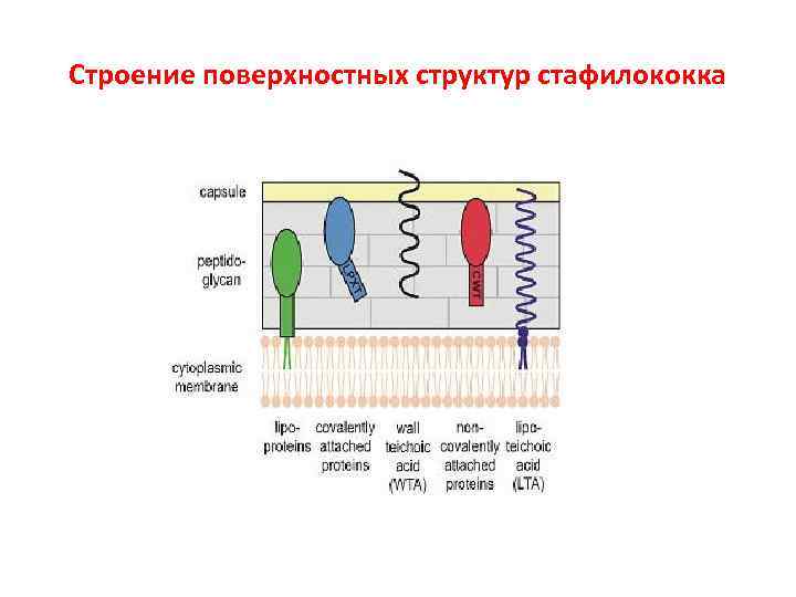 Строение поверхностных структур стафилококка Строение поверхностных структур стафилококка