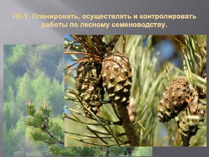 ПК-1: Планировать, осуществлять и контролировать   работы по лесному семеноводству. 