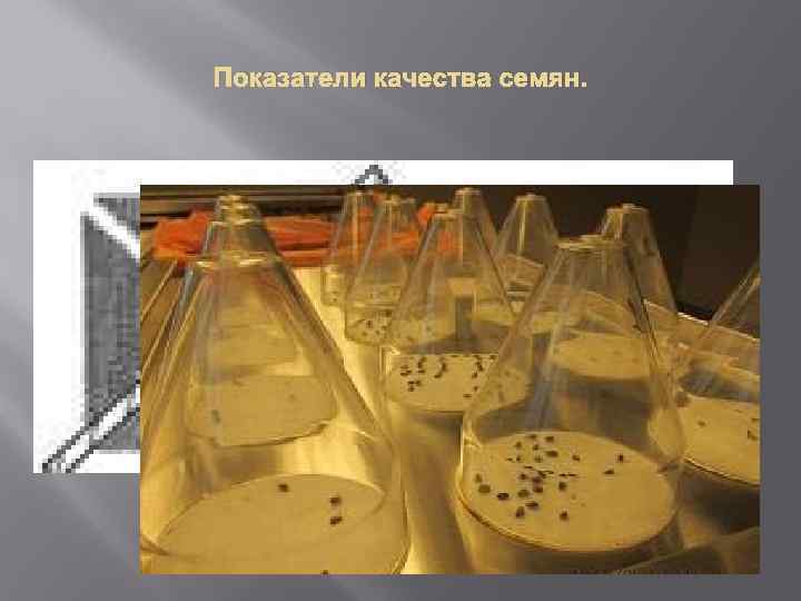 Показатели качества семян. 