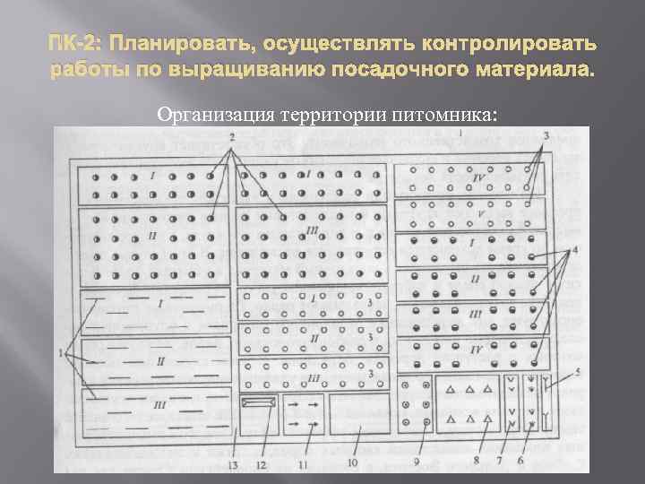 План организации питомника